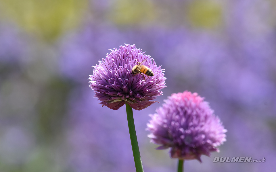 European honey bee (Apis mellifera)